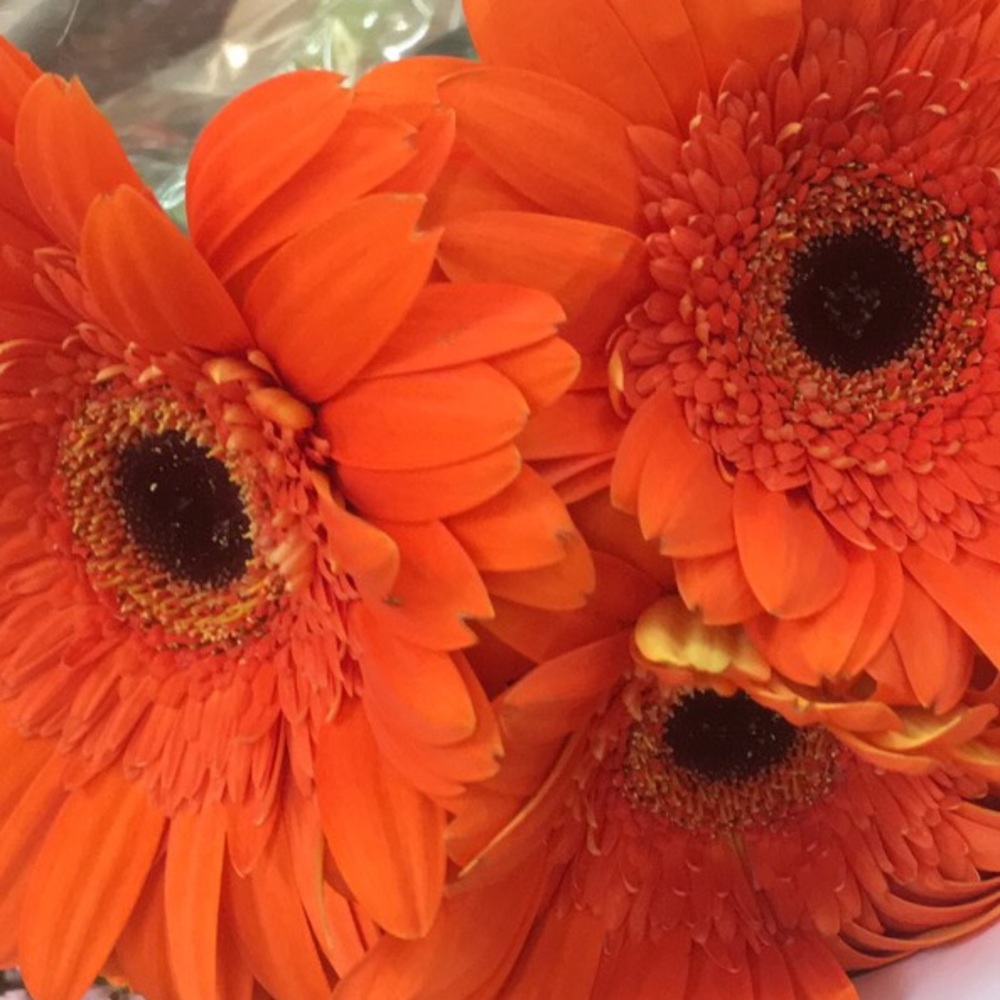 Meet your Posher, Rina